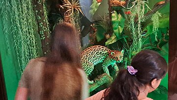 Naturschätze neu entdecken | Eröffnung des erweiterten Naturhistorischen Museums Rudolstadt Naturschätze neu entdecken | Eröffnung des erweiterten Naturhistorischen Museums Rudolstadt