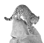 Natural History Museum